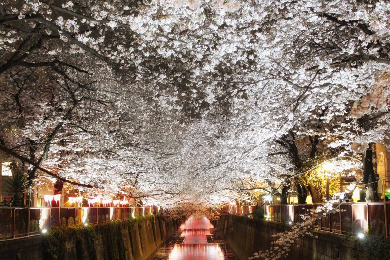 Read more about the article 目黒川の桜 2017 #08：夜桜散歩