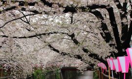 目黒川の桜 2017 #10：見頃！