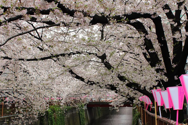 Read more about the article 目黒川の桜 2017 #10：見頃！