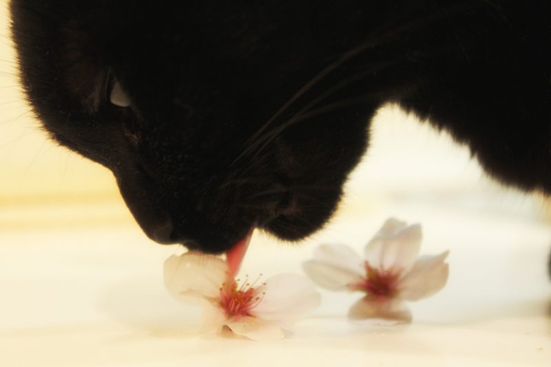 Read more about the article 目黒川の桜 2017 #11：花一輪