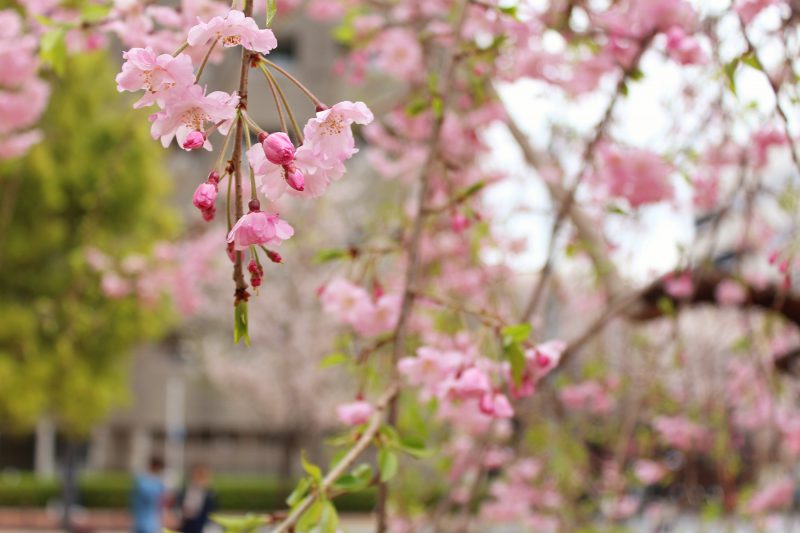 Read more about the article 目黒川の桜 2017 #12：バトンタッチ！？