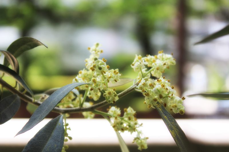 Read more about the article 初夏のオリーブ