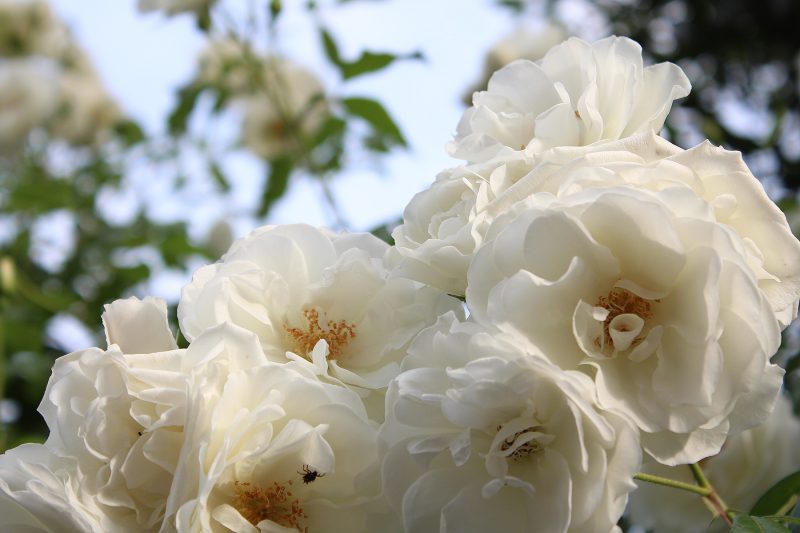 Read more about the article 目黒川の薔薇 2017