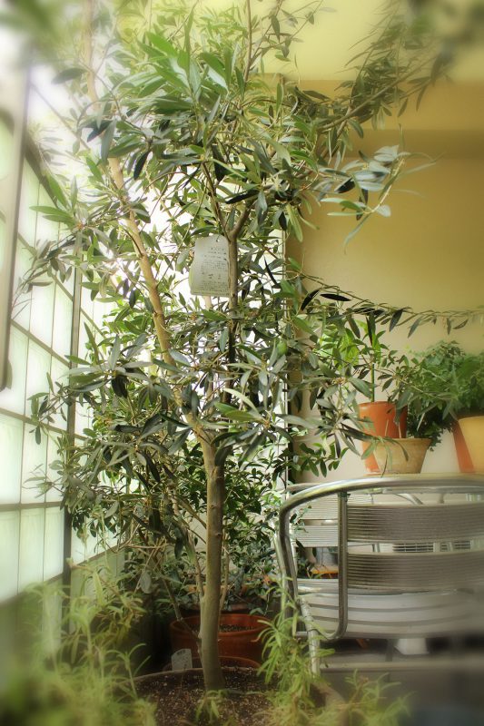 Read more about the article 初！オリーブの実