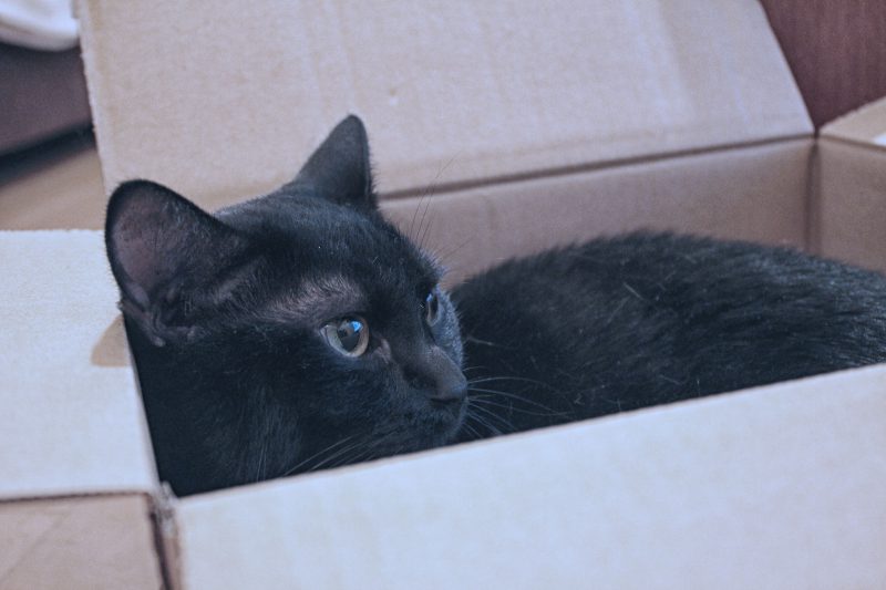 Read more about the article やっぱり段ボールが好き