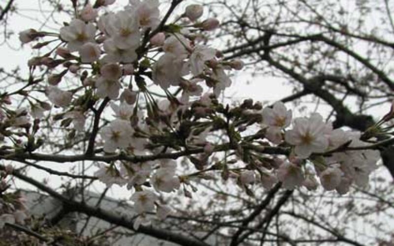 目黒川の桜 2007 #4