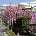 目黒川の桜 2007 #5