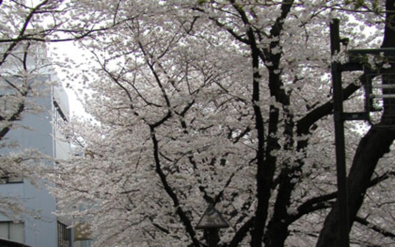 目黒川の桜 2007 #9