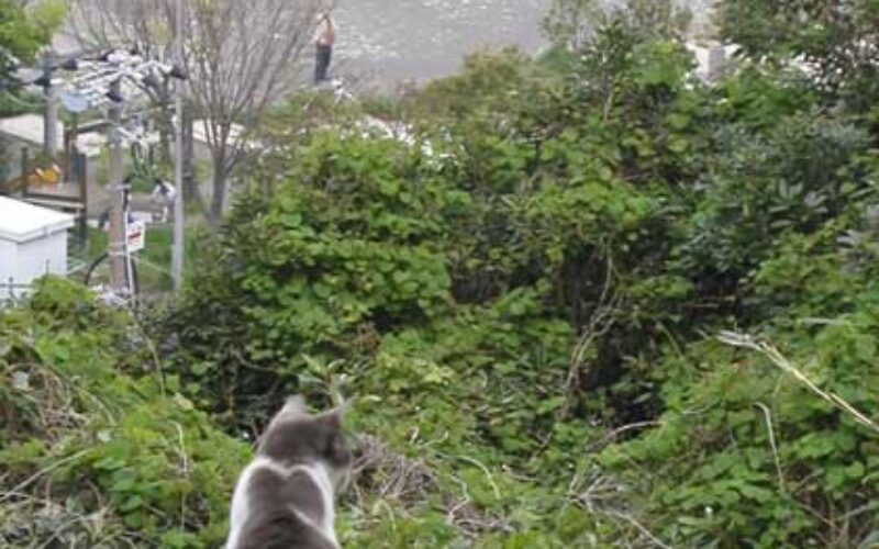 江の島の猫達・2007年春