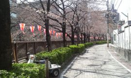 目黒川の桜 2008 #1