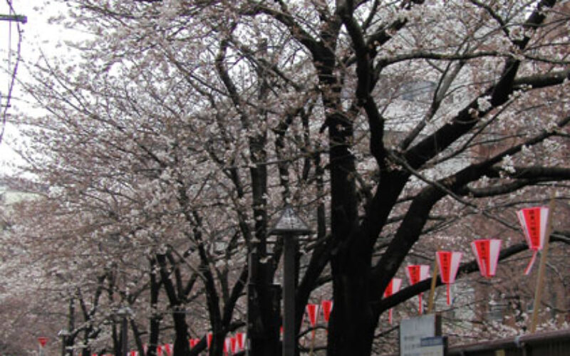 目黒川の桜 2008 #2