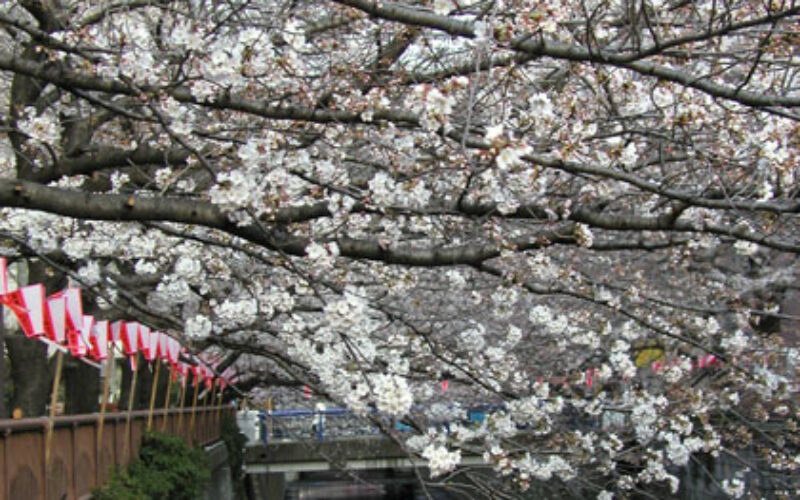 目黒川の桜 2008 #3