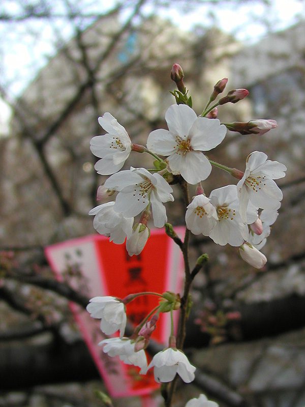 Read more about the article 目黒川の桜 2009 #5