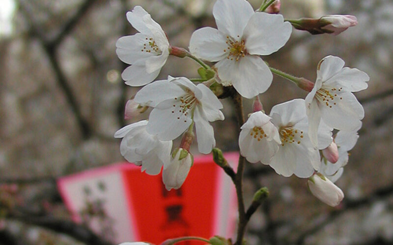 目黒川の桜 2009 #5