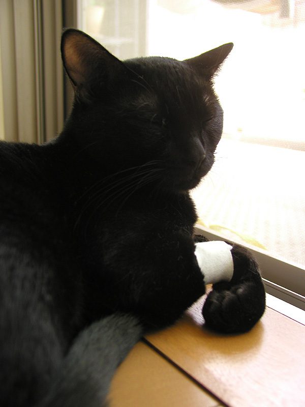 Read more about the article おとなしくなりました。