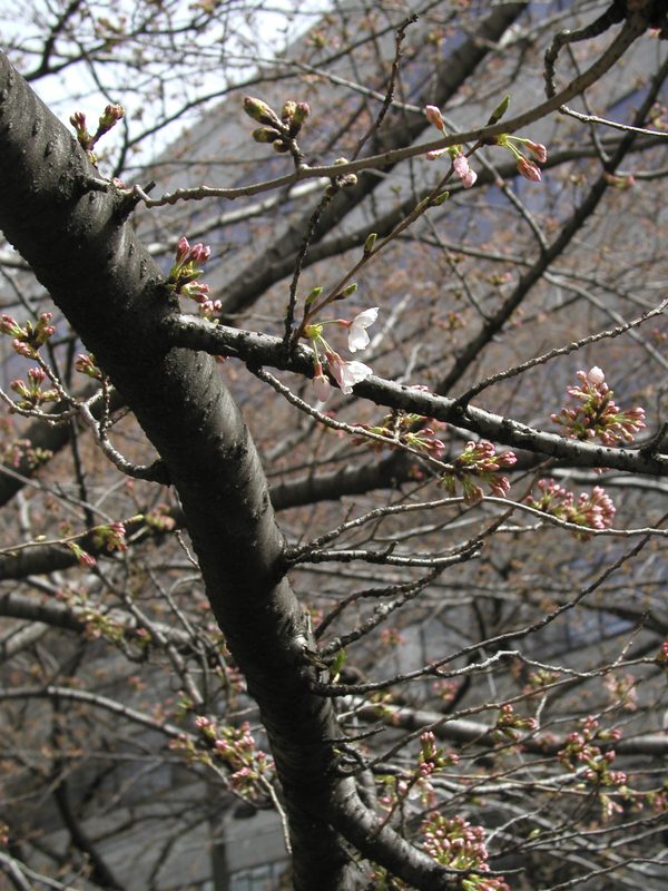 Read more about the article 目黒川の桜 2010 #1