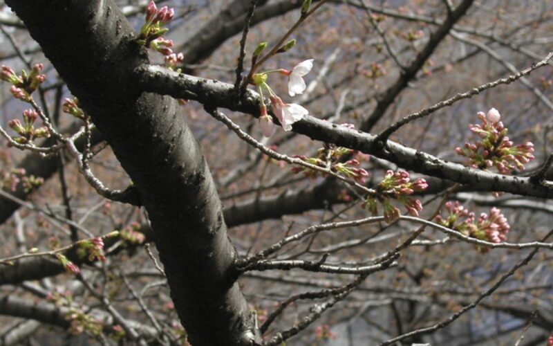 目黒川の桜 2010 #1