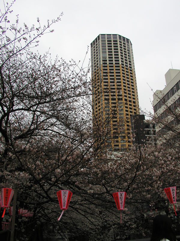 Read more about the article 目黒川の桜 2010 #5