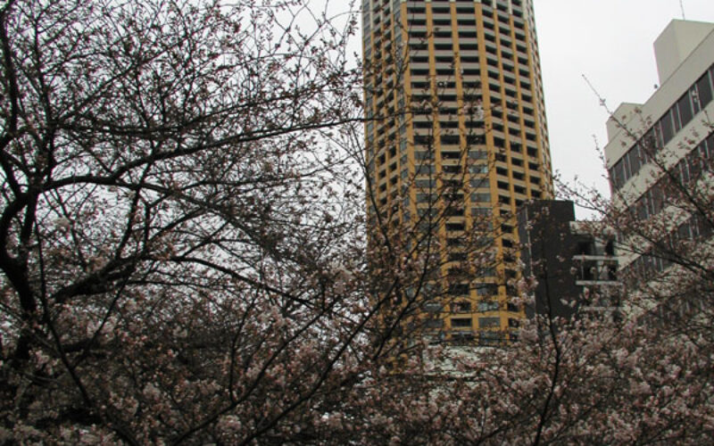 目黒川の桜 2010 #5