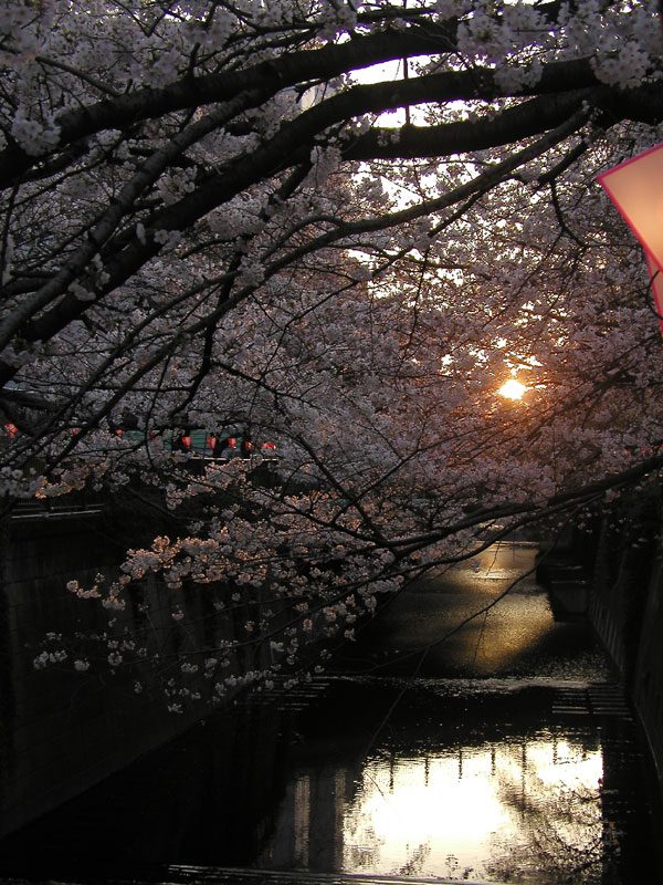 Read more about the article 目黒川の桜 2010 #6