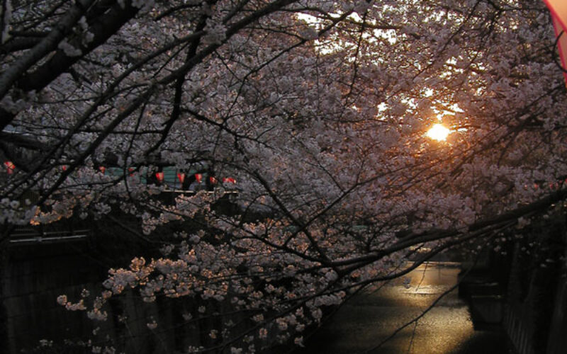 目黒川の桜 2010 #6