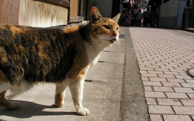 江の島の猫達・2010年春