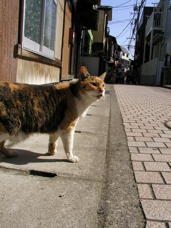 Read more about the article 江の島の猫達・2010年春