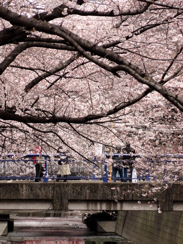 Read more about the article 目黒川の桜 2011 #3