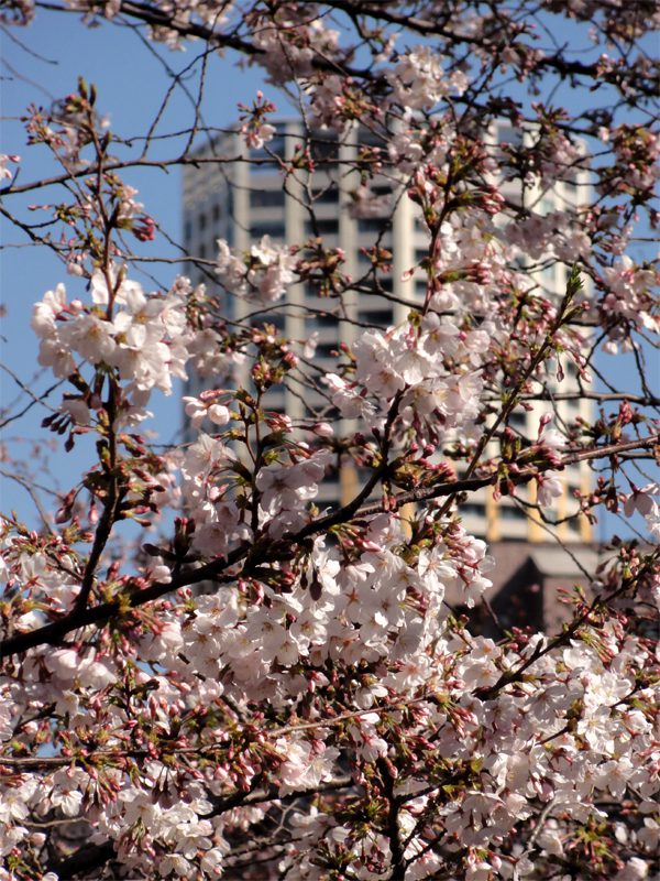 Read more about the article 目黒川の桜 2011 #4