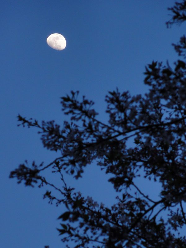 Read more about the article 目黒川の桜 2011 #7