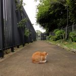 江の島の猫達：2011年春