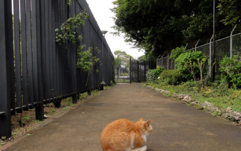 江の島の猫達：2011年春