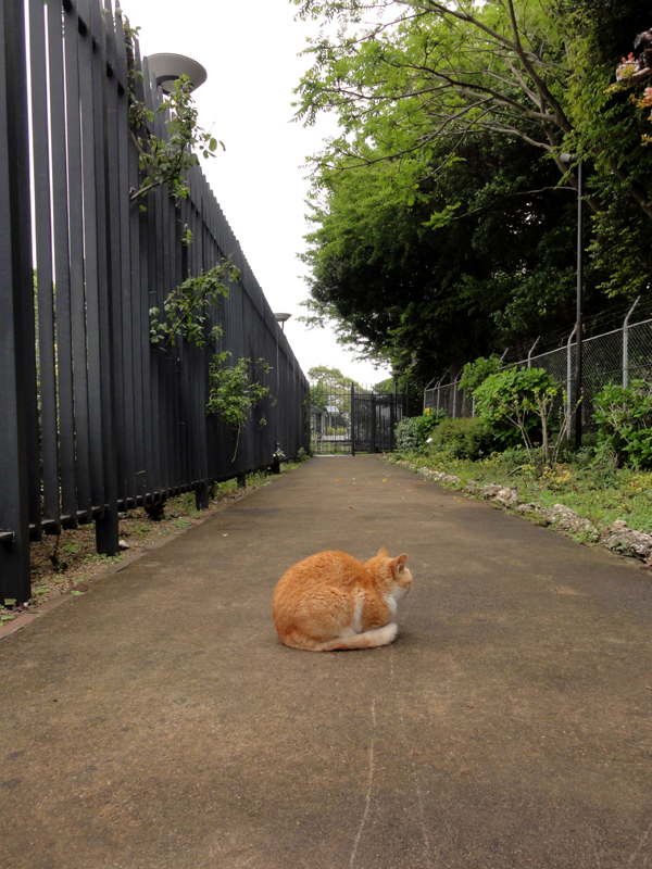 Read more about the article 江の島の猫達：2011年春