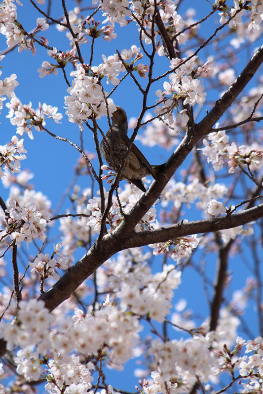 Read more about the article 目黒川の桜 2013 #04：六分咲き