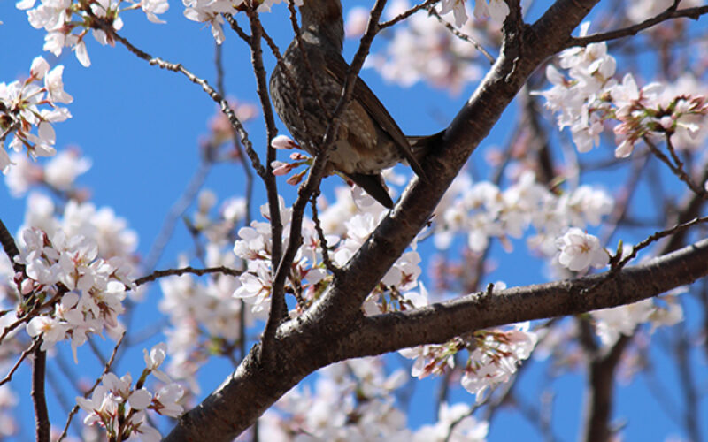 目黒川の桜 2013 #04：六分咲き
