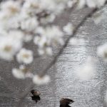 目黒川の桜 2013 #06：賑わい桜