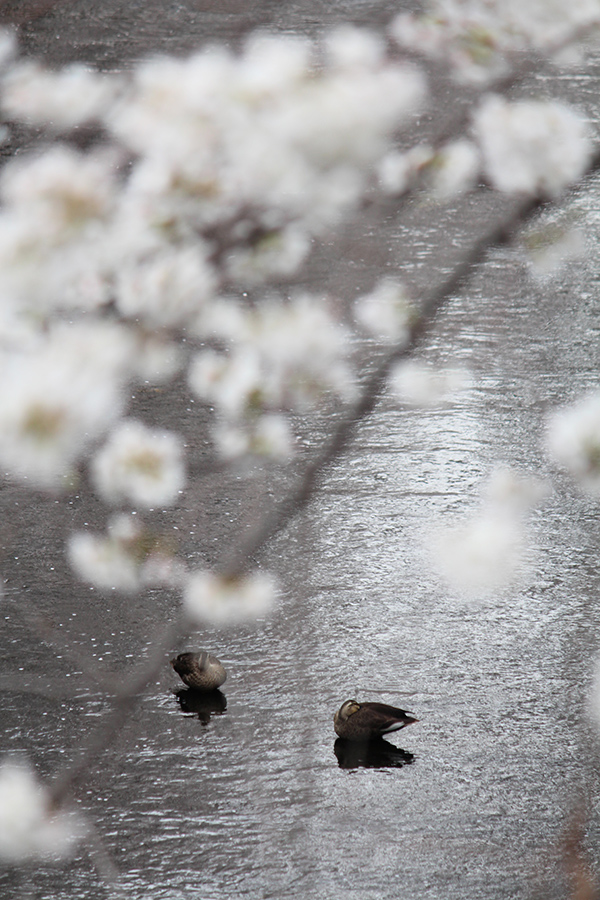Read more about the article 目黒川の桜 2013 #06：賑わい桜