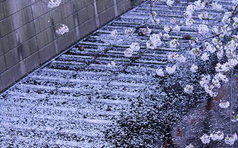 目黒川の桜 2013 #11：花吹雪