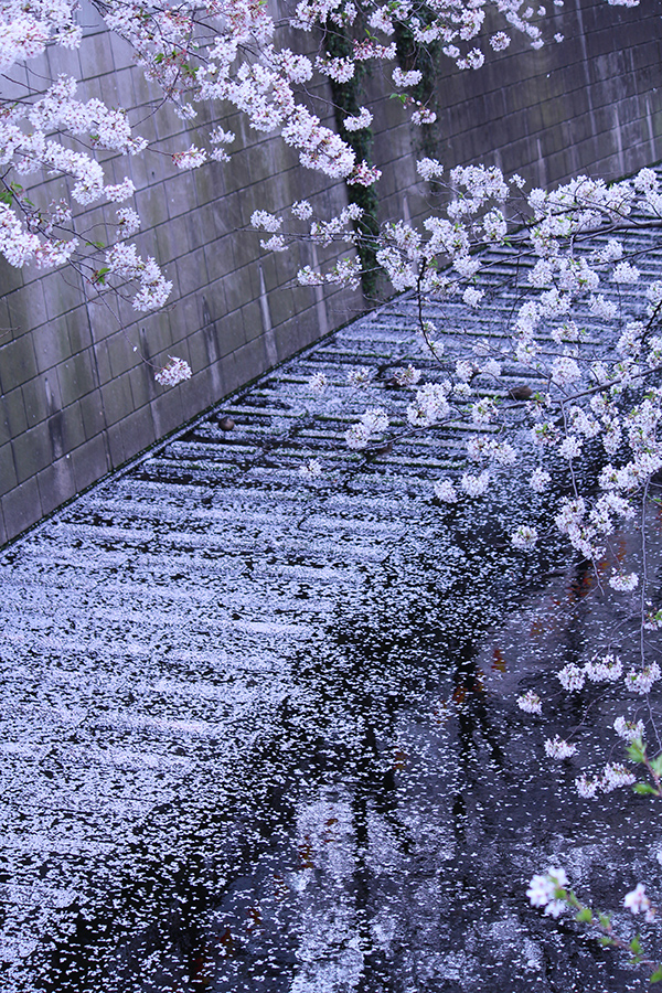 Read more about the article 目黒川の桜 2013 #11：花吹雪