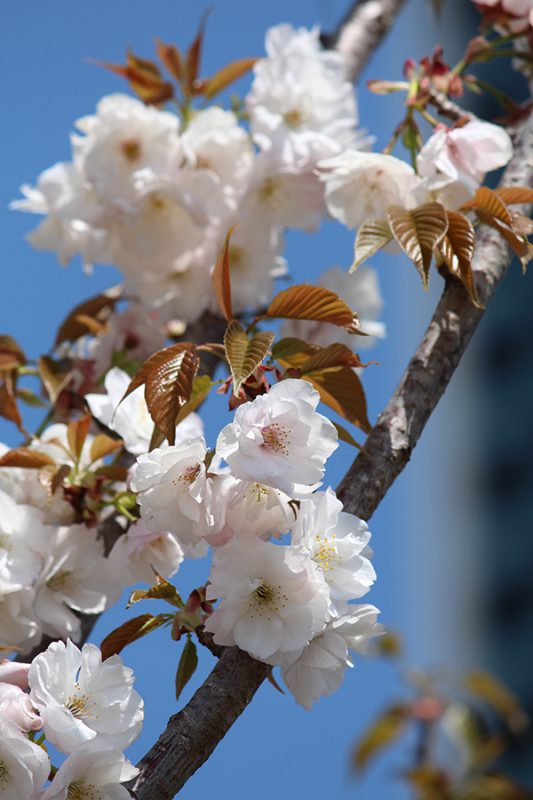 Read more about the article 目黒川の桜 2013 #16：サクラ・シズカ