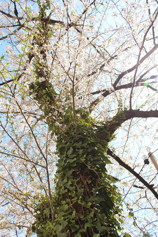 Read more about the article 目黒川の桜 2014 #10：あと少し