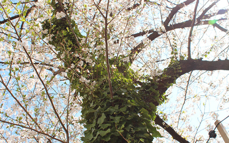 目黒川の桜 2014 #10：あと少し