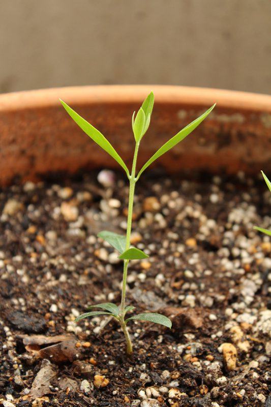 Read more about the article オリーブの挿し木 #1