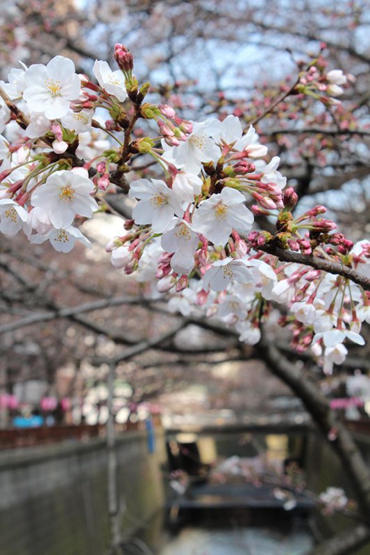 Read more about the article 目黒川の桜 2016 #02：桜と猫