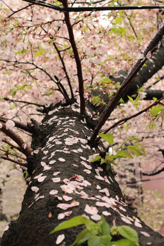 Read more about the article 目黒川の桜 2016 #08：花嵐