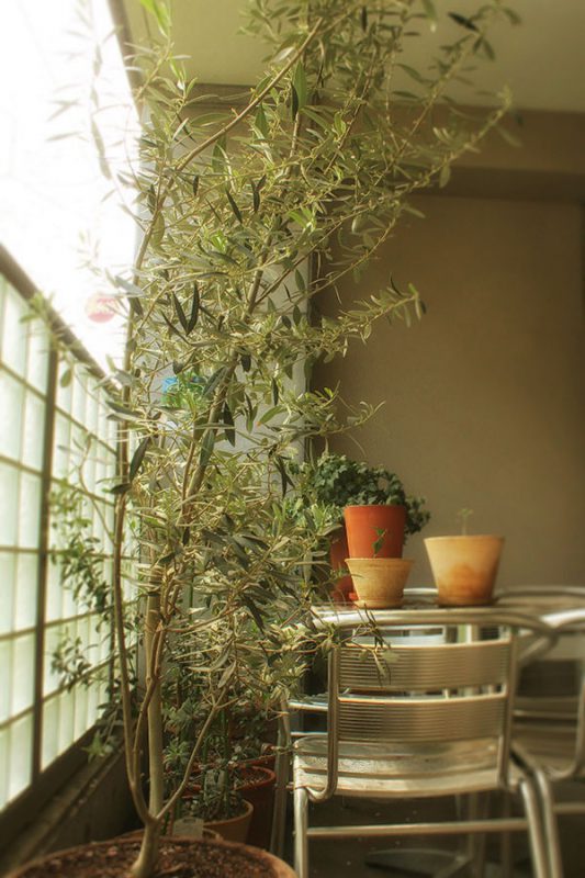 Read more about the article オリーブの挿し木 #2