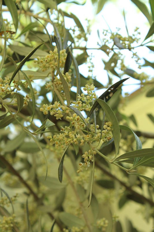 Read more about the article オリーブの花 #1