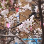 目黒川の桜 2018 #03：あっという間