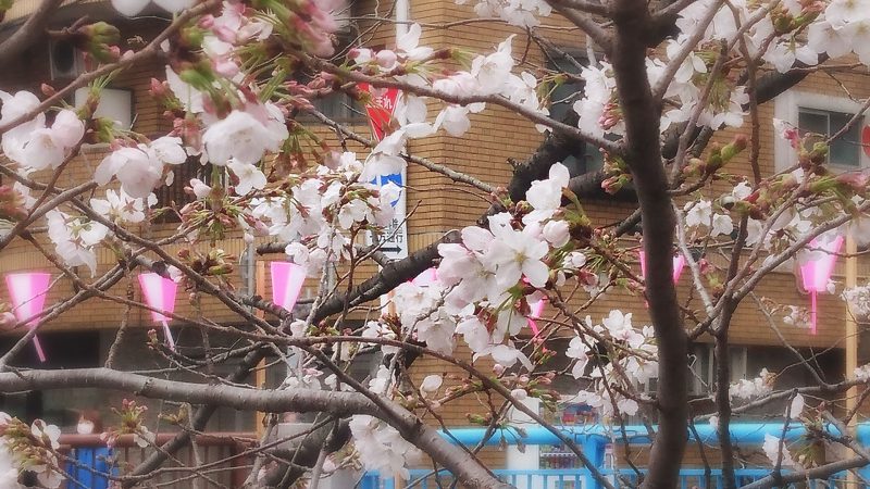 Read more about the article 目黒川の桜 2018 #03：あっという間