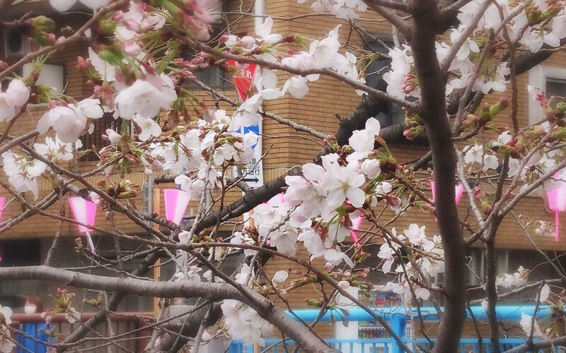 目黒川の桜 2018 #03：あっという間